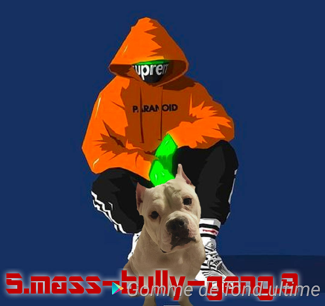 Maya American Bully Abkc a rejoint le concours — aidez-le/la à gagner de superbes lots ! canidae, carnivore, dog, dog_breed, non_sporting_group, outerwear, photo_caption