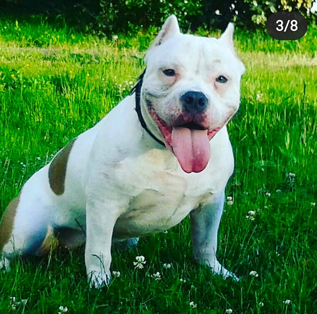 Maya American Bully Abkc participe au concours pour gagner de l'argent avec cette photo : american_bulldog, american_pit_bull_terrier, american_staffordshire_terrier, ancient_dog_breeds, australian_bulldog, bull_and_terrier, canidae, carnivore, companion_dog, cordoba_fighting_dog, dog, dog_breed, dogo_argentino, dogo_guatemalteco, mammal, non_sporting_group, pit_bull, rare_breed_dog, staffordshire_bull_terrier, vertebrate