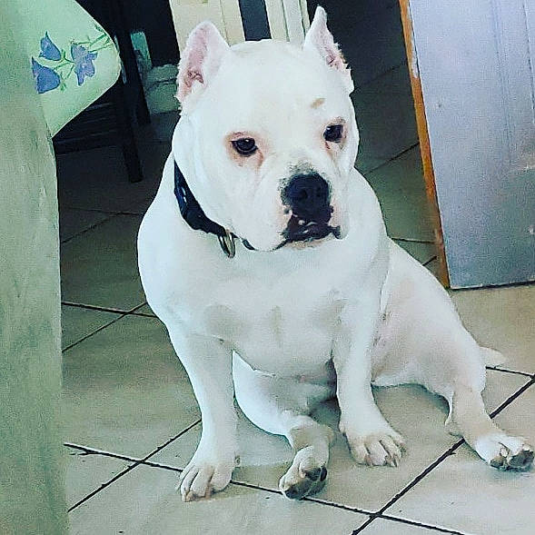 Maya American Bully Abkc