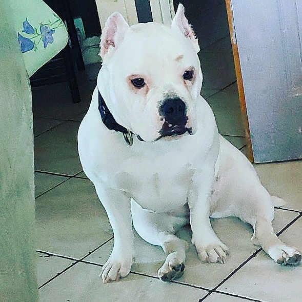 Maya American Bully Abkc