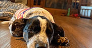 Oaklee is registered to the contest to win money with this photo: animal, blanket, canine, cozy, cute, dog, domestic, floor, furniture, home, indoor, pet, puppy, relaxing, resting, sleeping, sweater, warm_light, wooden_floor, young_dog