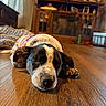 animal, blanket, canine, cozy, cute, dog, domestic, floor, furniture, home, indoor, pet, puppy, relaxing, resting, sleeping, sweater, warm_light, wooden_floor, young_dog