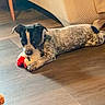 Oaklee is registered to the contest to win money with this photo: animal, black, brown, couch, cozy, cute, dog, floor, furniture, home, indoor, lying_down, pet, playing, puppy, relaxed, small_dog, toy, white, wooden_floor