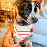 Oaklee is registered to the contest to win money with this photo: black_and_white_dog, casual, chair, close_up, cozy, curious, dining_table, dog, furniture, hand, home, indoor, lap, person, pet, puppy, striped_clothing, sweater, warm_lighting, wood_floor