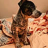 animal, bed, black_and_white, blanket, canine, cozy, curious, cute, dog, domestic, fur, indoors, knitted_blanket, pet, puppy, resting, sleeping_area, soft_lighting, speckled_fur, young_dog