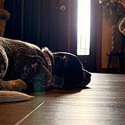 Oaklee is registered to the contest to win money with this photo: animal, calm, collar, decor, dog, door, flooring, furniture, home_interior, indoor, light, lying_down, pet, quiet, relaxing, resting, shadow, sunlight, window, wooden_floor