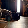 animal, calm, collar, decor, dog, door, flooring, furniture, home_interior, indoor, light, lying_down, pet, quiet, relaxing, resting, shadow, sunlight, window, wooden_floor