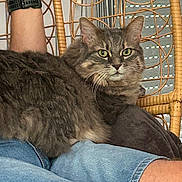 Azzaro a rejoint le concours — aidez-le/la à gagner de superbes lots ! animal, casual, cat, closeup, comfort, denim_shorts, domestic, feline, fluffy_fur, gray_tabby, home, indoor, lap, person, pet, relaxing, resting, watch, wicker_chair, window_blinds