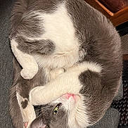Shinobi joined the competition — help win amazing prizes! animal, cat, couch, cozy, curled_up, cute, feline, fur, furniture, gray_cat, green_eyes, home, indoor, paw, pet, relaxed, resting, sleeping_cat, whiskers, white_cat