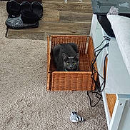 Silver is registered to the contest to win money with this photo: cat, gray_cat, wicker_basket, carpet, indoor, toy_bird, laptop, stickers, cables, table, floor, pet, feline, cozy, home, looking, sitting, animal, curious, domestic