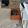 cat, gray_cat, wicker_basket, carpet, indoor, toy_bird, laptop, stickers, cables, table, floor, pet, feline, cozy, home, looking, sitting, animal, curious, domestic