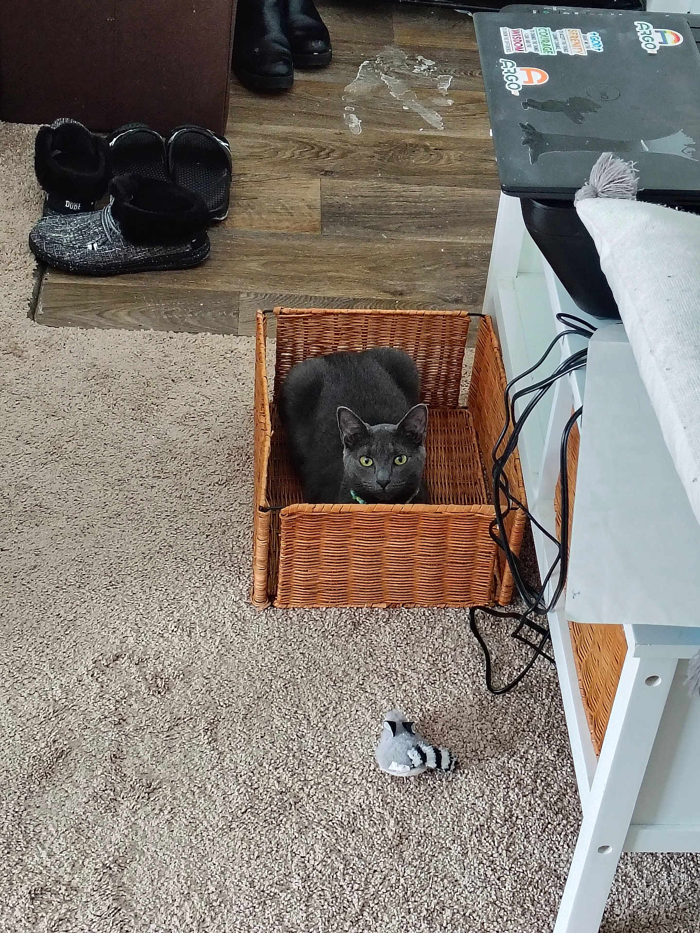 Silver is registered to the contest to win money with this photo: cat, gray_cat, wicker_basket, carpet, indoor, toy_bird, laptop, stickers, cables, table, floor, pet, feline, cozy, home, looking, sitting, animal, curious, domestic