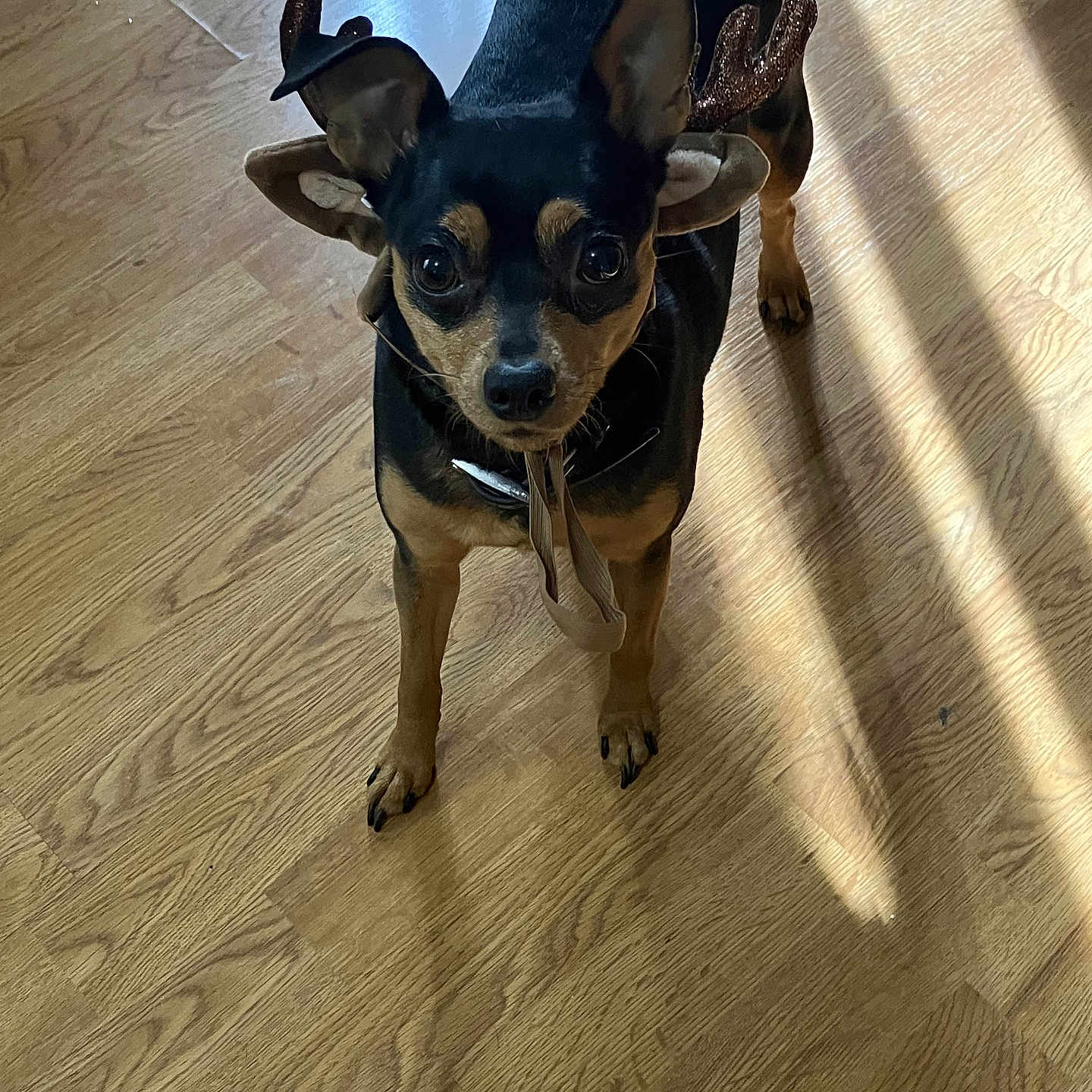 Diamond is registered to the contest to win money with this photo: animal, black_and_tan, christmas, companion, costume, curious, cute, dog, domestic_animal, ears, festive, indoor, looking_up, pet, reindeer_antlers, shadow, small_dog, standing, sunlight, wooden_floor