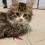 animal, cat, closeup, cord, curious, cute, domestic_cat, ears, feather, feline, floor, fluffy, indoor, kitten, pet, pink_nose, tabby, toy, whiskers, young
