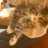 Toupie participe au concours pour gagner de l'argent avec cette photo : animal, cat, closeup, comfort, cozy, cute, fluffy, furry, hand, indoor, kitten, lap, person, pet, relaxed, resting, soft, sunlight, whiskers, young