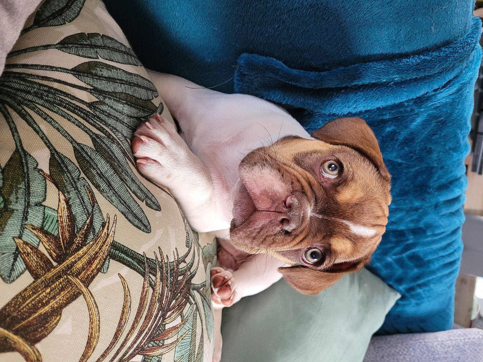 Groot a rejoint le concours — aidez-le/la à gagner de superbes lots ! comfort, companion_dog, cover_up, eyelash, fashion_accessory, feather, felidae, flesh, fur, gesture, human_leg, nail, pattern, sleeve, small_to_medium_sized_cats, tattoo, temporary_tattoo, whiskers, wing, wrinkle