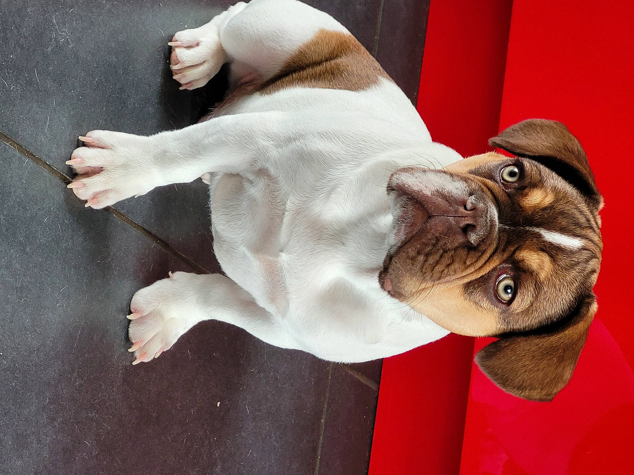 Groot participe au concours pour gagner de l'argent avec cette photo : bulldog, canidae, carnivore, collar, comfort, companion_dog, dog, dog_breed, dog_collar, ear, fawn, fur, paw, snout, sporting_group, tail, terrestrial_animal, whiskers, working_animal, wrinkle