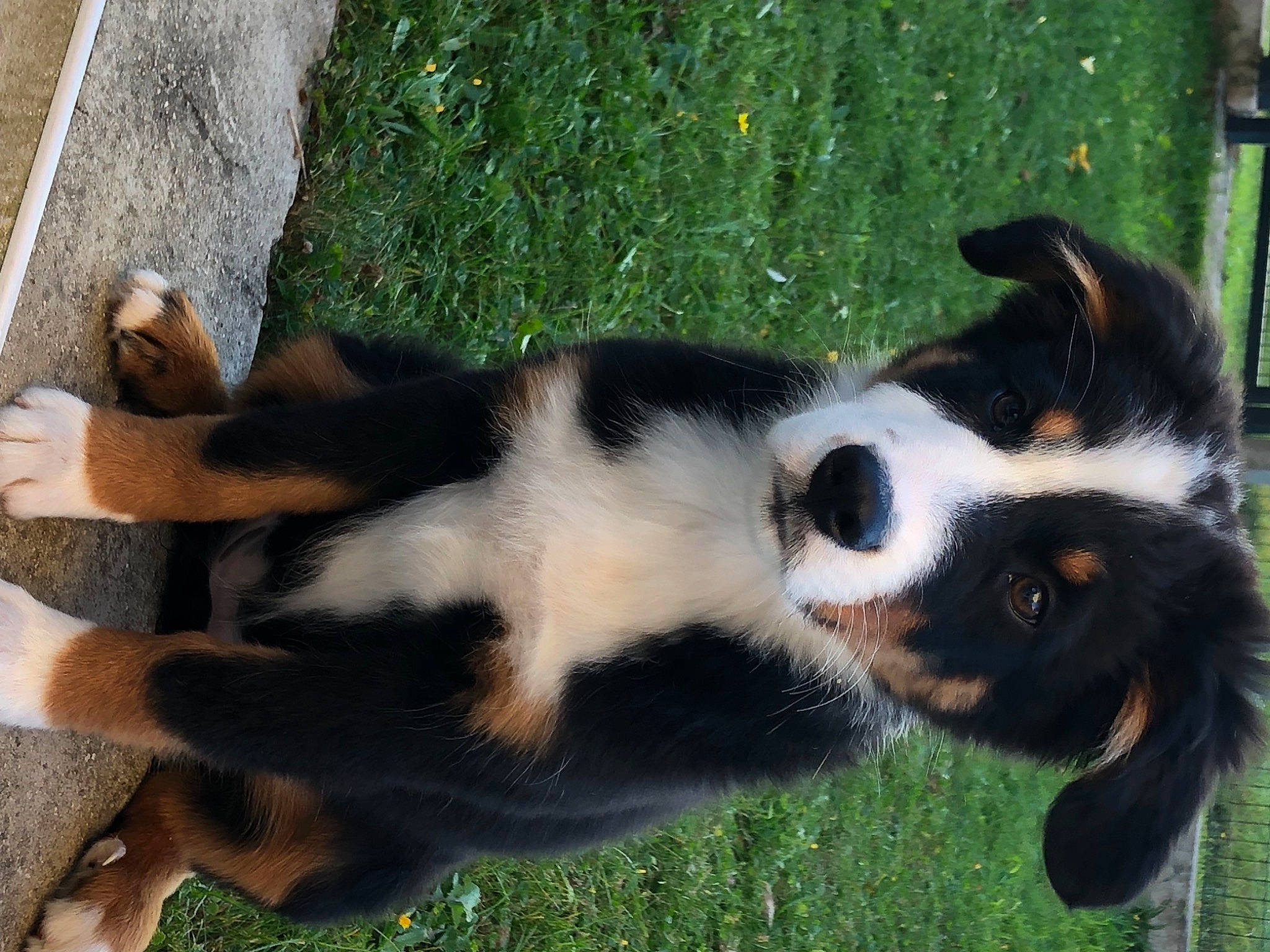 Sunday a rejoint le concours — aidez-le/la à gagner de superbes lots ! bernese_mountain_dog, canidae, carnivore, companion_dog, dog, dog_breed, fur, giant_dog_breed, grass, green, herding_dog, plant, snout, sporting_group, tail, terrestrial_animal, whiskers, working_dog