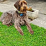 animal, brown, canine, collar, companion, concrete, dog, flowerpot, fur, garden, grass, greenery, laying_down, nature, outdoor, paw, pet, quiet, relaxed, sidewalk