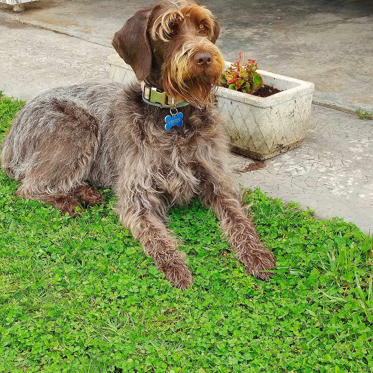 Vénus participe au concours pour gagner de l'argent avec cette photo : animal, brown, canine, collar, companion, concrete, dog, flowerpot, fur, garden, grass, greenery, laying_down, nature, outdoor, paw, pet, quiet, relaxed, sidewalk