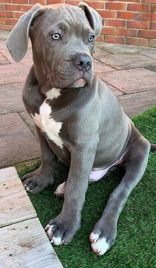 Hughie is registered to the contest to win money with this photo: borador, brick, canidae, carnivore, collar, companion_dog, dog, dog_breed, dog_collar, fawn, grass, liver, non_sporting_group, sculpture, snout, sporting_group, tail, terrestrial_animal, whiskers, working_animal