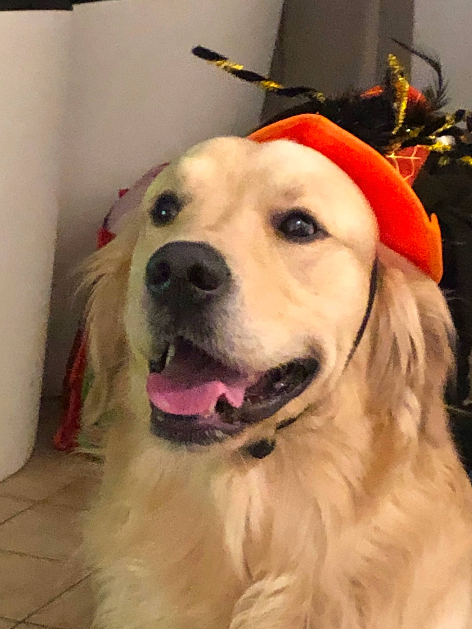 Couscous a rejoint le concours — aidez-le/la à gagner de superbes lots ! akbash_dog, canidae, carnivore, companion_dog, dog, dog_breed, fawn, flat_coated_retriever, fur, golden_retriever, great_pyrenees, labrador_retriever, mammal, rare_breed_dog, retriever, snout, sporting_group, vertebrate, whiskers