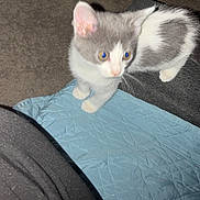 Duke Type is registered to the contest to win money with this photo: kitten, cat, gray, white, quilted, blue, carpet, curious, pet, animal, small, indoor, feline, cute, young, alert, soft, fur, whiskers, paws