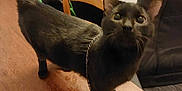 Tarzybulle participe au concours pour gagner de l'argent avec cette photo : black_cat, carnivore, cat, chair, comfort, computer_keyboard, computer_monitor, domestic_short_haired_cat, fawn, felidae, flooring, flowerpot, fur, houseplant, jewellery, lap, metal, small_to_medium_sized_cats, tail, whiskers