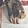 Noisette a rejoint le concours — aidez-le/la à gagner de superbes lots ! cat, tabby, green_eyes, whiskers, carpet, indoor, pet, curious, feline, cat_tree, toy, animal, fur, paw, mammal, domestic, looking, standing, close_up, light