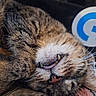 cat, tabby, sleeping, close_up, tongue_out, fang, whiskers, fur, pet, cozy, relaxed, nose, muzzle, animal, indoor, cute, face, texture, resting, adorable
