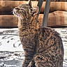 Noisette participe au concours pour gagner de l'argent avec cette photo : cat, tabby, feline, pet, indoor, sitting, fur, whiskers, relaxed, sunlight, home, cushions, rug, patterned_rug, wooden_fence, cozy, animal, portrait, side_view, domestic_animal