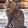 Noisette participe au concours pour gagner de l'argent avec cette photo : cat, tabby, pet, animal, feline, curious, sitting, whiskers, green_eyes, striped, fur, indoor, blanket, cushion, wicker, furniture, cozy, domestic, portrait, cute