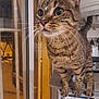 Noisette a rejoint le concours — aidez-le/la à gagner de superbes lots ! cat, tabby, indoor, window, curious, whiskers, paint_spot, feline, closeup, pet, animal, brown, striped, eyes, face, legs, paws, fur, domestic, house