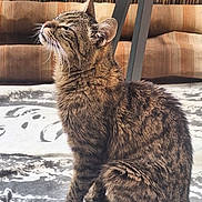 Noisette participe au concours pour gagner de l'argent avec cette photo : cat, tabby_cat, feline, pet, animal, fur, whiskers, sitting, indoors, rug, pattern, cushion, wooden_fence, sunlight, relaxed, closeup, side_view, cozy, domestic, peaceful