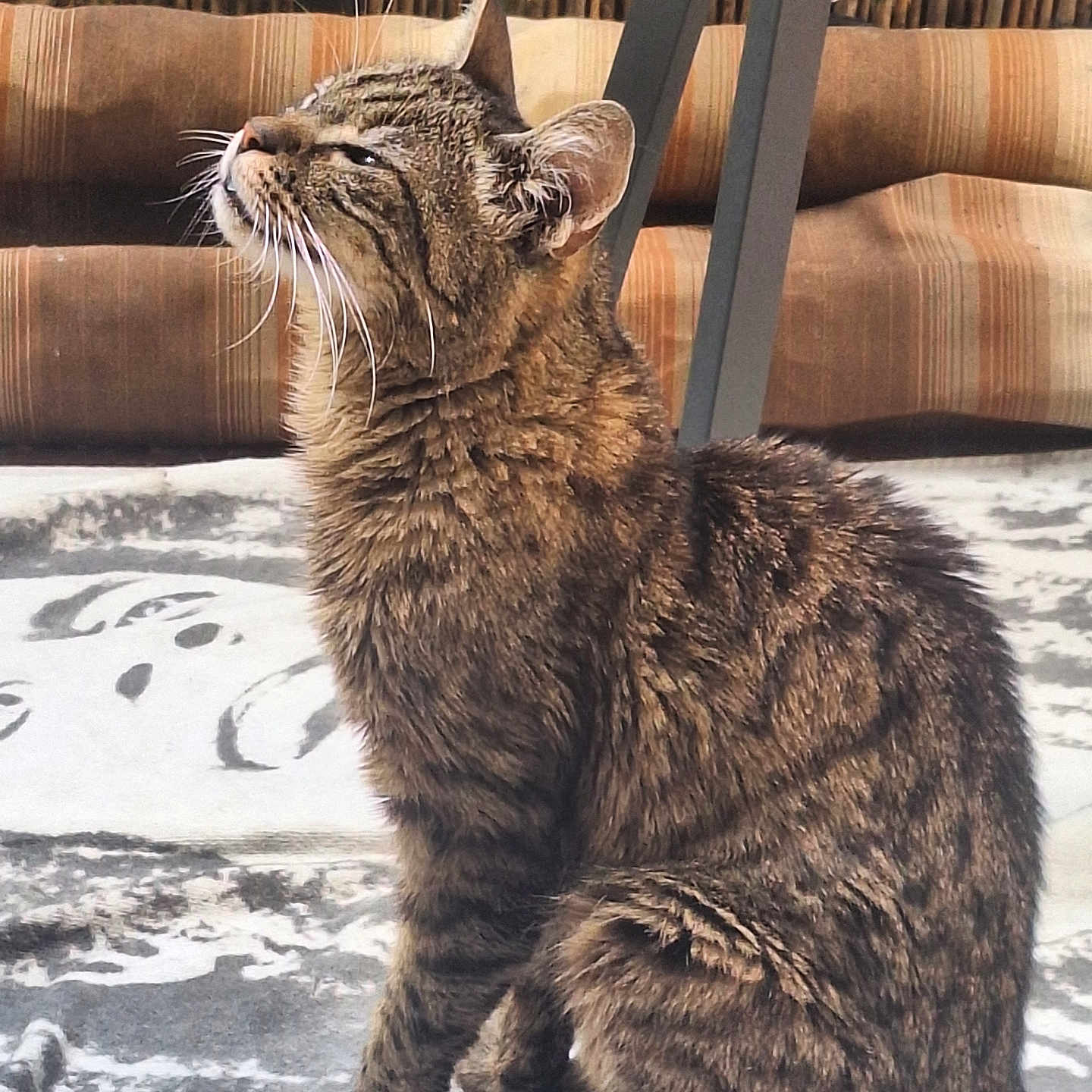 Noisette