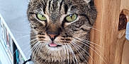 Noisette a rejoint le concours — aidez-le/la à gagner de superbes lots ! cat, tabby, green_eyes, tongue_out, close_up, wood, curious, pet, animal, whiskers, indoor, shelf, blurred_background, feline, striped, playful, cute, domestic_cat, household, portrait