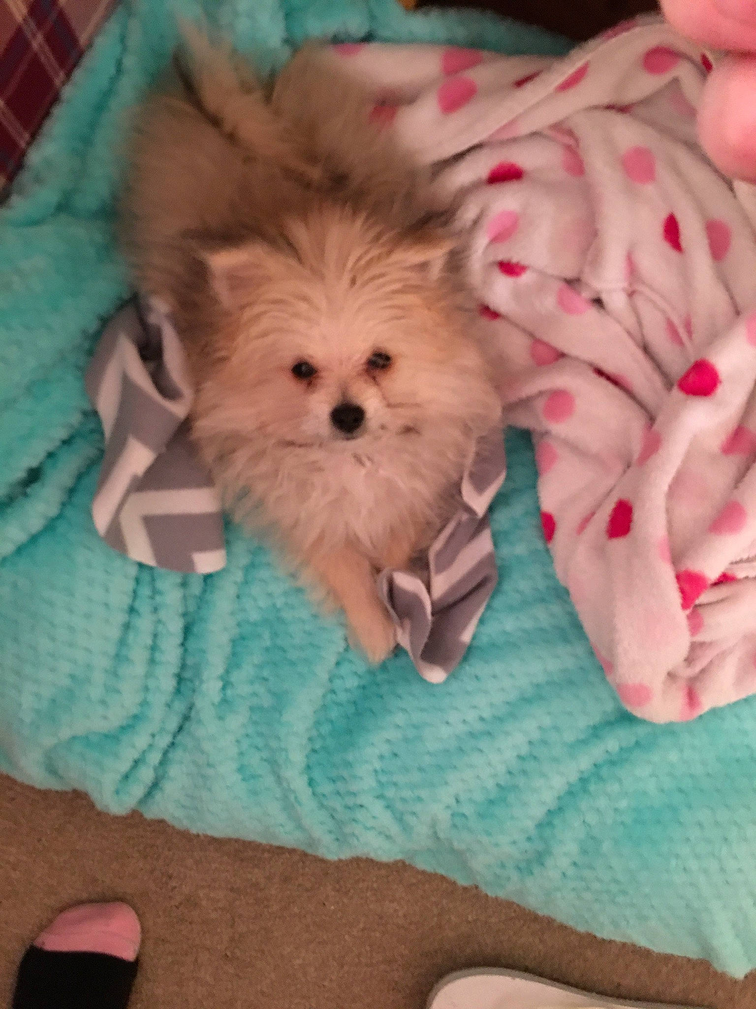 Coco joined the competition — help win amazing prizes! canidae, carnivore, companion_dog, dog, dog_breed, dog_clothes, fawn, german_spitz, german_spitz_mittel, mammal, morkie, non_sporting_group, pink, pomeranian, puppy, skin, spitz, toy_dog, volpino_italiano