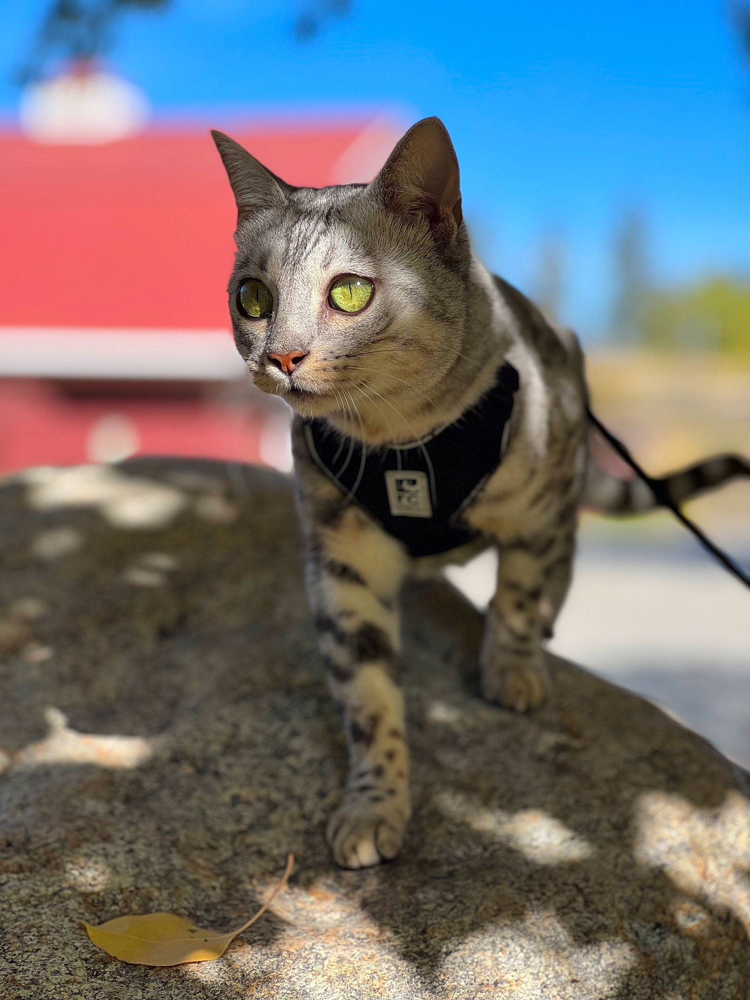 Cloe joined the competition — help win amazing prizes! carnivore, cat, claw, domestic_short_haired_cat, eye, fawn, felidae, fur, paw, photo_caption, russian_blue, sky, small_to_medium_sized_cats, snout, soil, tail, terrestrial_animal, whiskers, wildlife
