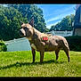 Caliber joined the competition — help win amazing prizes! animal, attentive, backyard, blue_sky, brown_coat, dog, ears_up, grass, harness, house, muscular, outdoor, pet, pitbull, portrait, service_dog, standing, sunlight, trees, white_fence