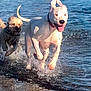 action_shot, beach, canine, collar, companionship, dog, dogs, happy, motion, ocean, outdoor, playful, running, shoreline, small_dog, splash, tongue_out, water, wet, white_dog