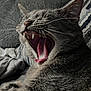 Titan joined the competition — help win amazing prizes! blanket, cat, close_up, cozy, feline, fur, gray_cat, home_interior, indoor, open_mouth, paw, pet, portrait, relaxed, sleepy, sofa, teeth, tongue, whiskers, yawning