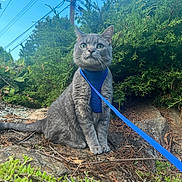 Titan is registered to the contest to win money with this photo: blue_harness, blue_leash, cat, curious, ears, gray_cat, greenery, harness, leash, nature, outdoors, pet, portrait, power_lines, rocks, shrubbery, sitting, sky, telephone_pole, whiskers