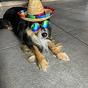 Paul participe au concours pour gagner de l'argent avec cette photo : accessory, animal, black_fur, brown_fur, cool, cute, dog, floor, funny, hat, indoor, laying_down, pet, portrait, reflection, relaxed, shade, sombrero, sunglasses, tile