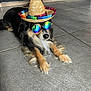 accessory, animal, black_fur, brown_fur, cool, cute, dog, floor, funny, hat, indoor, laying_down, pet, portrait, reflection, relaxed, shade, sombrero, sunglasses, tile