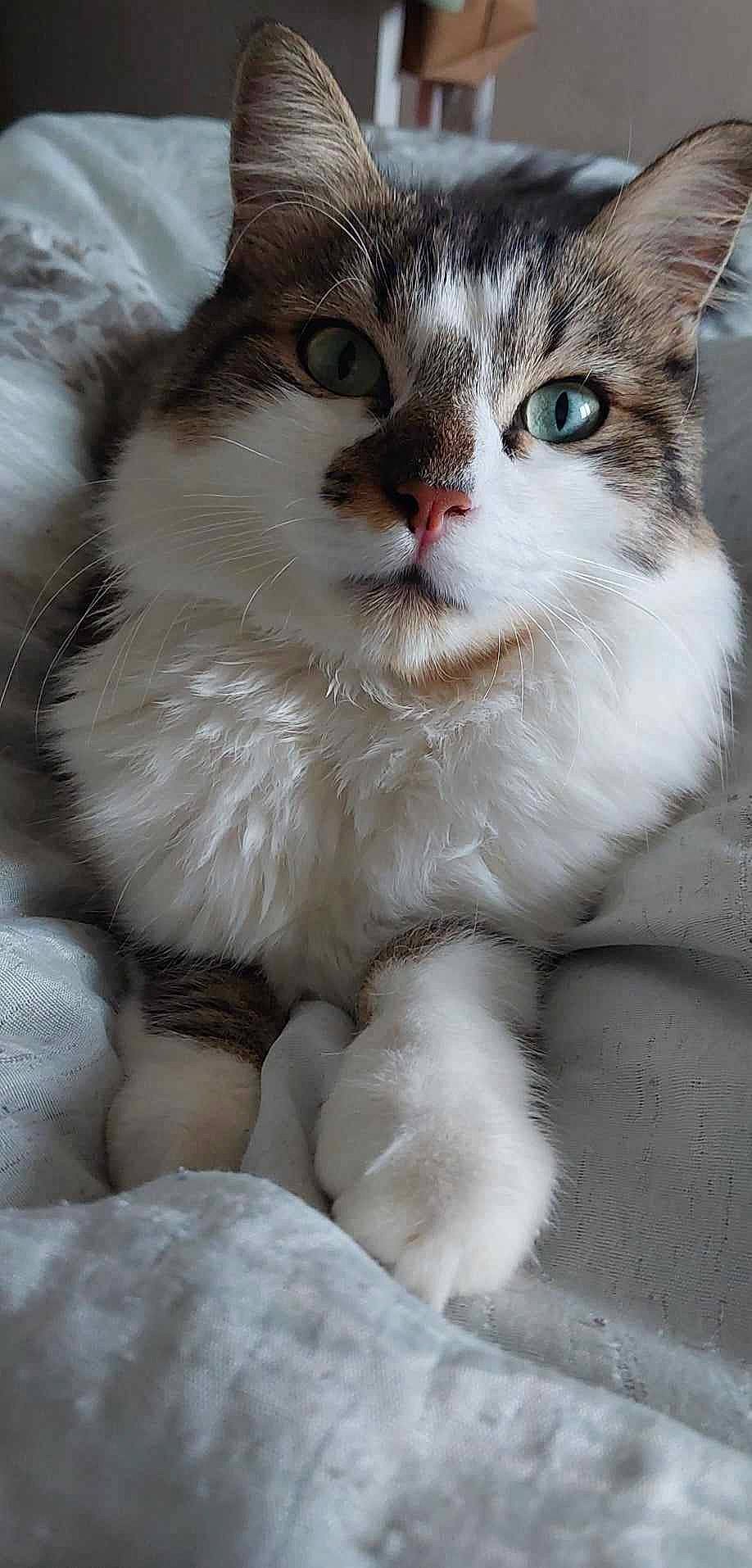 Bounty a rejoint le concours — aidez-le/la à gagner de superbes lots ! carnivore, cat, claw, domestic_short_haired_cat, felidae, foot, fur, paw, small_to_medium_sized_cats, snout, tail, whiskers, window