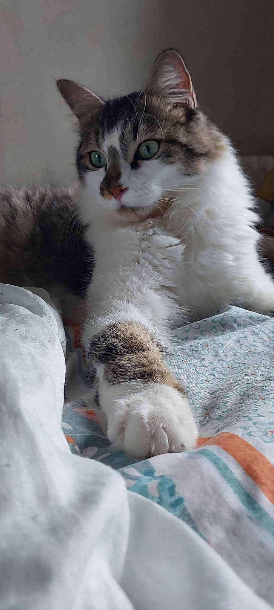 Bounty a rejoint le concours — aidez-le/la à gagner de superbes lots ! carnivore, cat, claw, comfort, domestic_short_haired_cat, felidae, fur, paw, small_to_medium_sized_cats, snout, tail, terrestrial_animal, whiskers