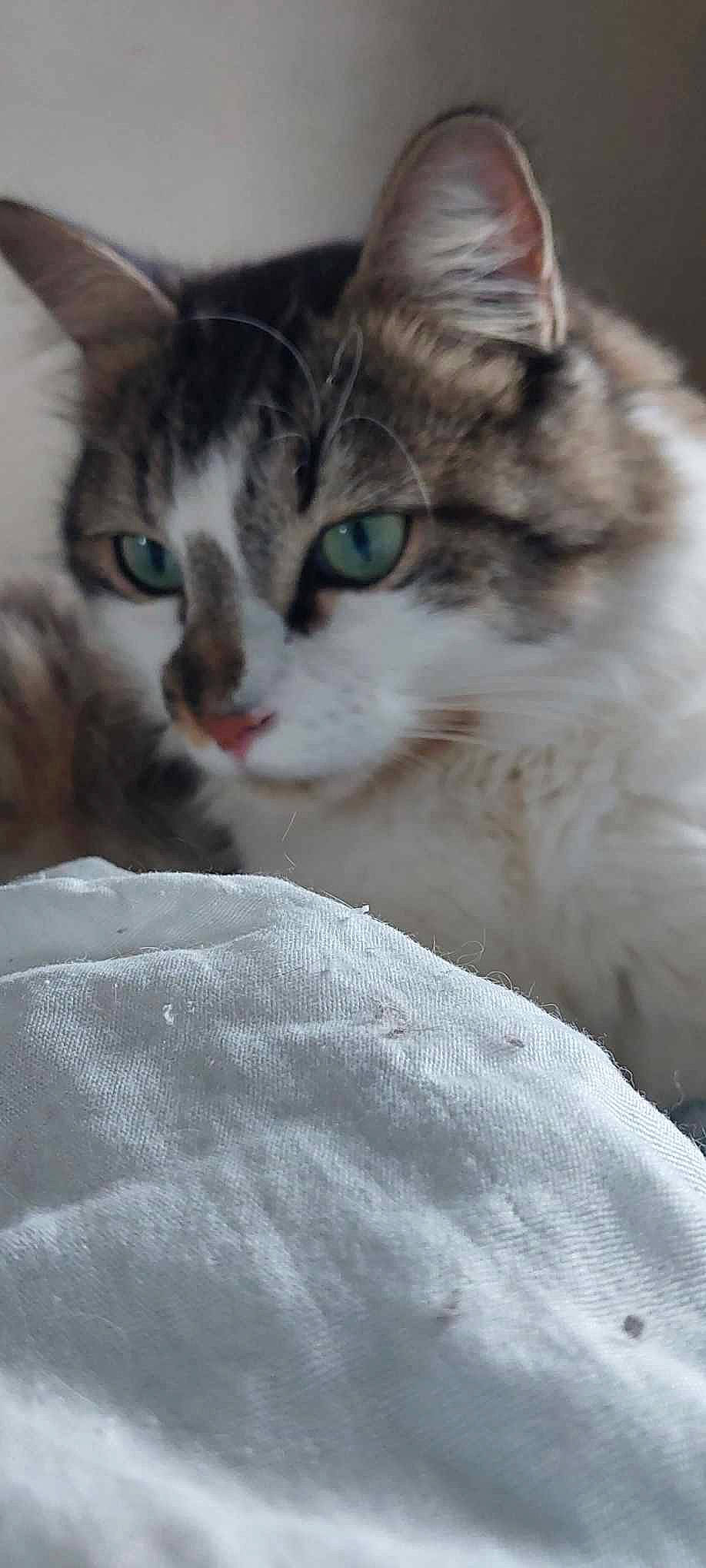 Bounty participe au concours pour gagner de l'argent avec cette photo : carnivore, cat, claw, comfort, domestic_short_haired_cat, eye, felidae, fur, head, iris, paw, small_to_medium_sized_cats, snout, tail, whiskers, window