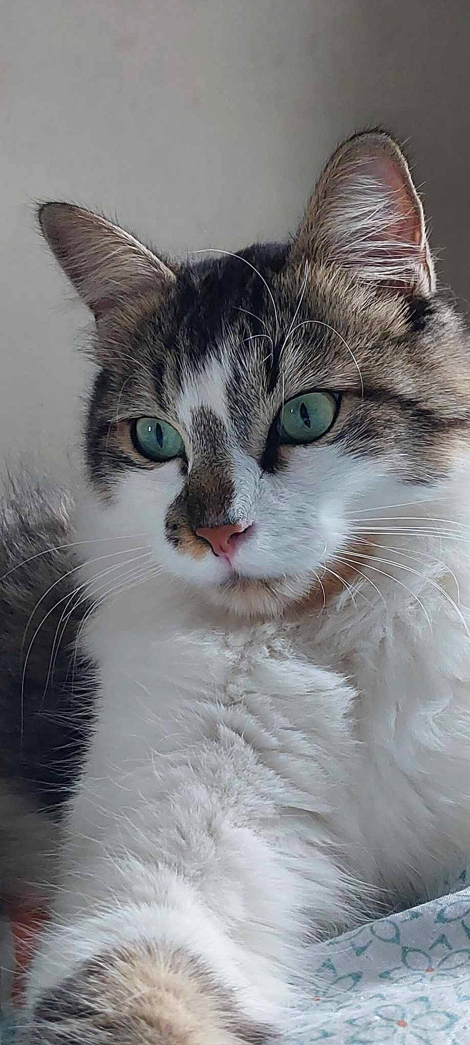 Bounty a rejoint le concours — aidez-le/la à gagner de superbes lots ! art, carnivore, cat, collar, domestic_short_haired_cat, felidae, fur, small_to_medium_sized_cats, snout, tail, whiskers