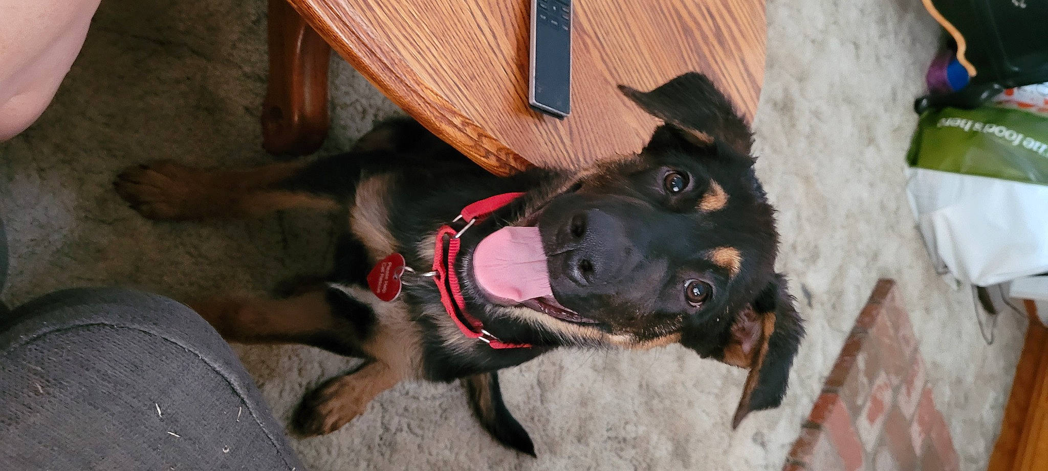 Maverick is registered to the contest to win money with this photo: adventure, canidae, carnivore, collar, companion_dog, dog, dog_breed, dog_collar, dog_supply, door, fawn, fur, leash, mammal, paw, pet_supply, sporting_group, vertebrate, wood, working_animal