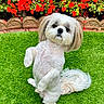 Dylan joined the competition — help win amazing prizes! dog, white_dog, standing, grass, greenery, flowers, red_flowers, garden, pet, cute, outdoor, small_dog, fluffy, fur, tail, nature, playful, animal, adorable, background